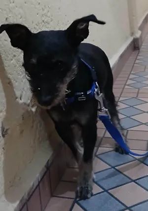 Cachorro raça SRD-ViraLata idade 5 anos nome Apollo