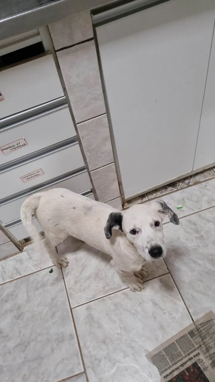 Cachorro ra a SRD-ViraLata idade 2 a 6 meses nome Sushi
