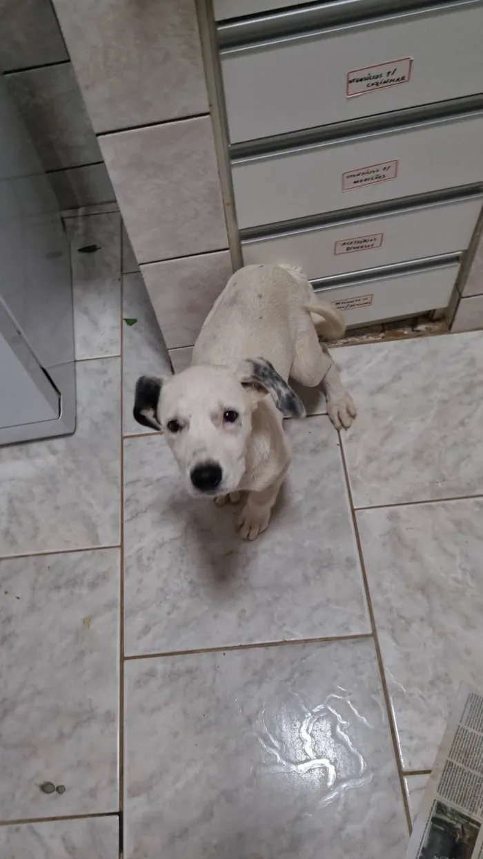 Cachorro ra a SRD-ViraLata idade 2 a 6 meses nome Sushi