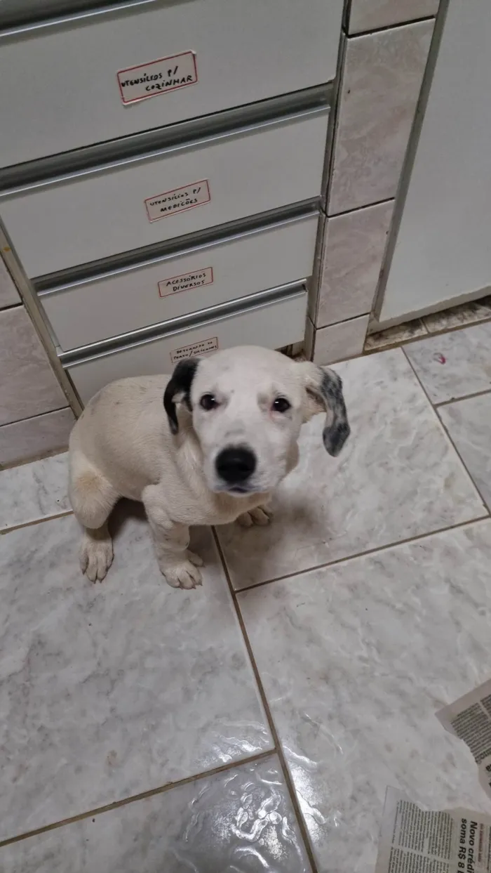 Cachorro ra a SRD-ViraLata idade 2 a 6 meses nome Sushi