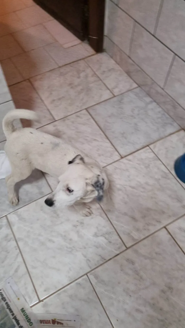 Cachorro ra a SRD-ViraLata idade 2 a 6 meses nome Sushi