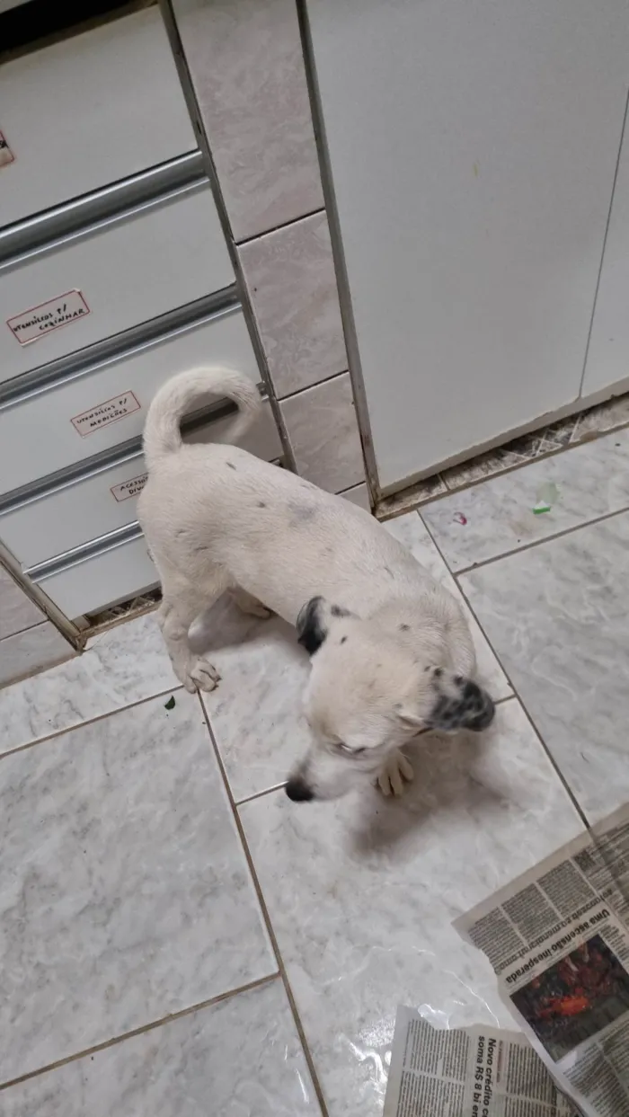 Cachorro ra a SRD-ViraLata idade 2 a 6 meses nome Sushi