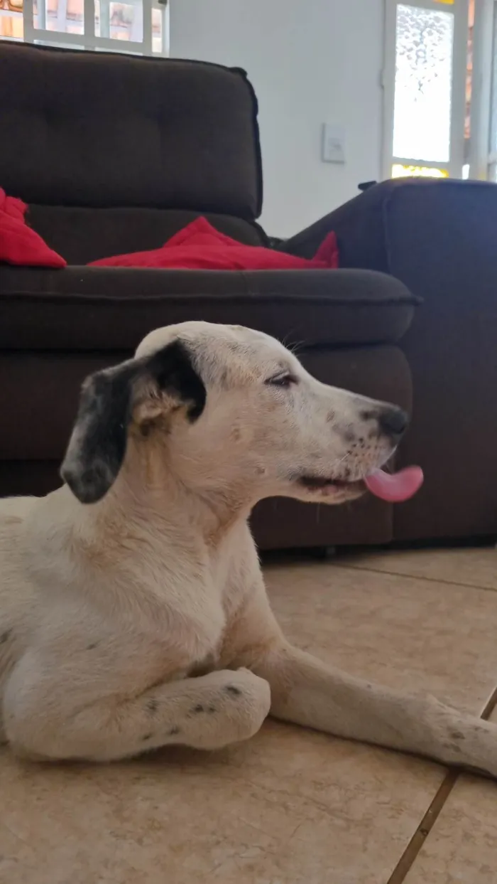 Cachorro ra a SRD-ViraLata idade 2 a 6 meses nome Sushi