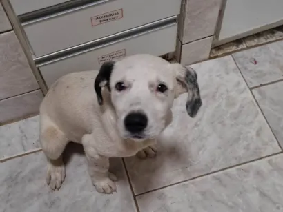 Cachorro raça SRD-ViraLata idade 2 a 6 meses nome Sushi
