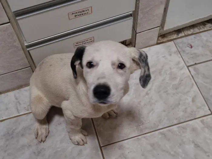 Cachorro ra a SRD-ViraLata idade 2 a 6 meses nome Sushi