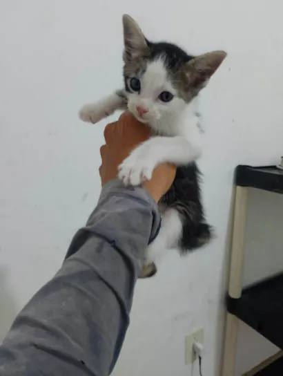 Gato raça SRD-ViraLata idade Abaixo de 2 meses nome Não tem ainda 