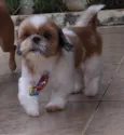 Chico