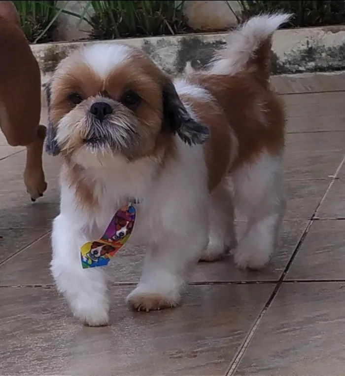 Cachorro ra a Shitzu idade 6 ou mais anos nome Chico