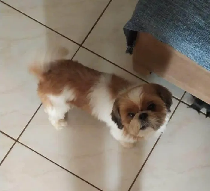 Cachorro ra a Shitzu idade 6 ou mais anos nome Chico
