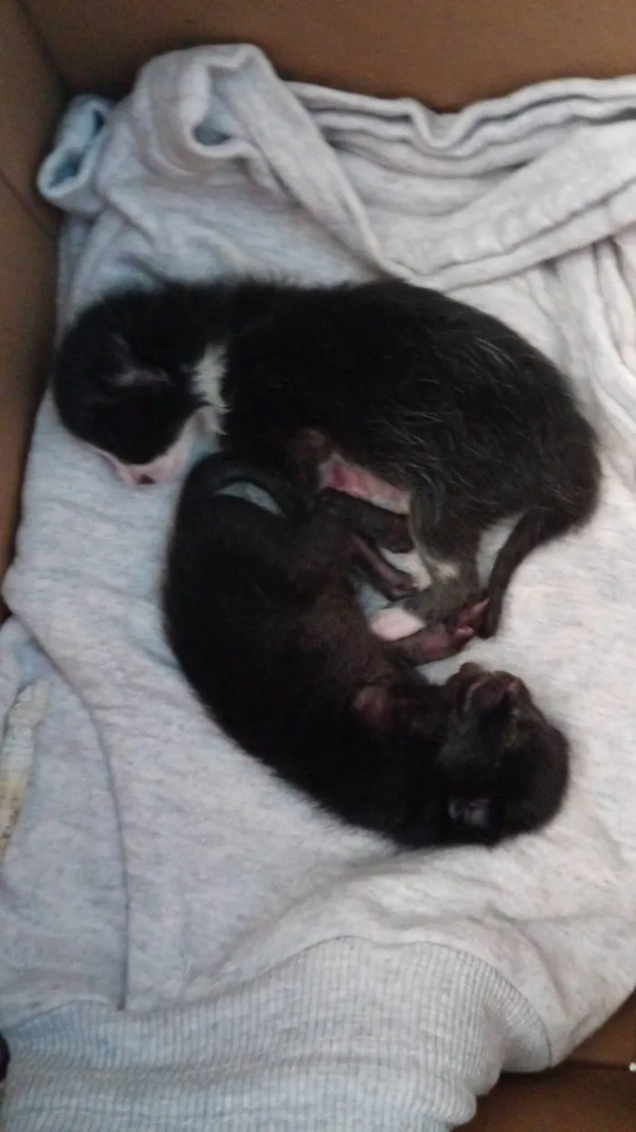 Gato ra a SRD-ViraLata idade Abaixo de 2 meses nome Sem nome