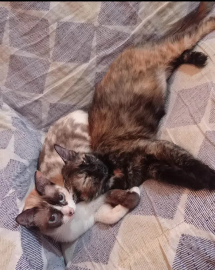 Gato ra a SRD-ViraLata idade 2 a 6 meses nome Catita, branca, amarela e catrina