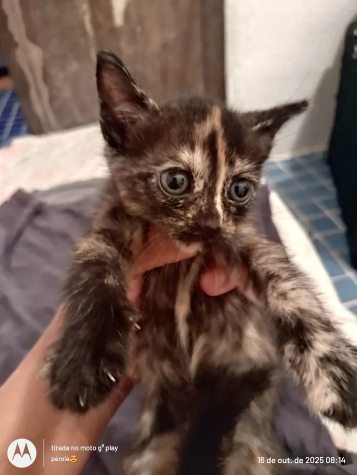 Gato ra a SRD-ViraLata idade 2 a 6 meses nome Catita, branca, amarela e catrina