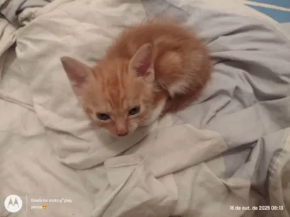 Gato raça SRD-ViraLata idade 2 a 6 meses nome Catita, branca, amarela e catrina