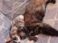 Catita, branca, amarela e catrina