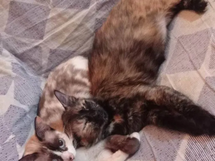 Gato ra a SRD-ViraLata idade 2 a 6 meses nome Catita, branca, amarela e catrina