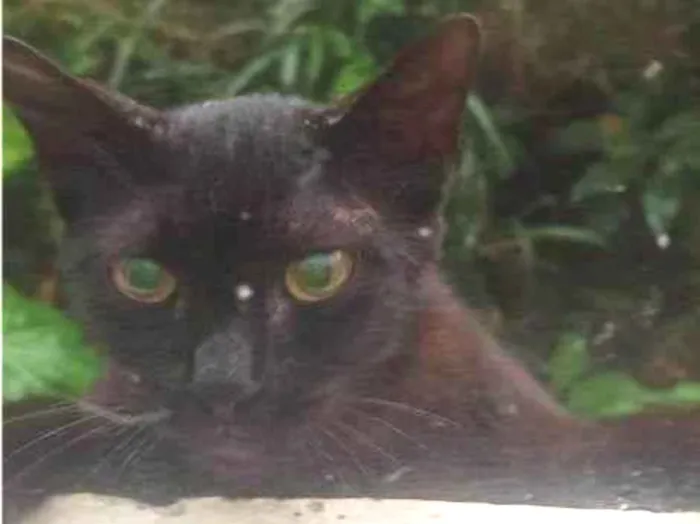 Gato raça SRD-ViraLata idade 2 a 6 meses nome  Falar com Luana - Whats 41 9677-5846