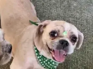 Cachorro raça Shitzu idade 6 ou mais anos nome Mel