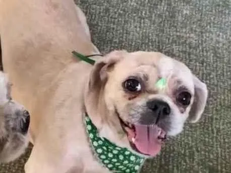 Cachorro ra a Shitzu idade 6 ou mais anos nome Mel