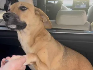 Cachorro raça SRD-ViraLata idade 7 a 11 meses nome Chiclete 