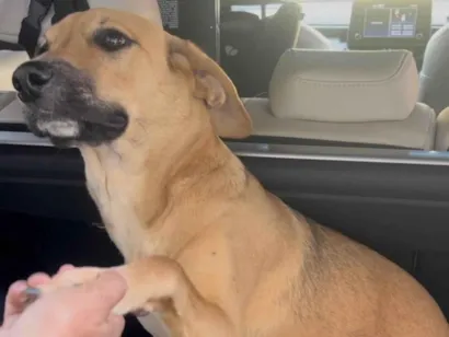 Cachorro raça SRD-ViraLata idade 7 a 11 meses nome Chiclete