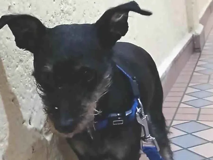 Cachorro raça SRD-ViraLata idade 5 anos nome Apollo