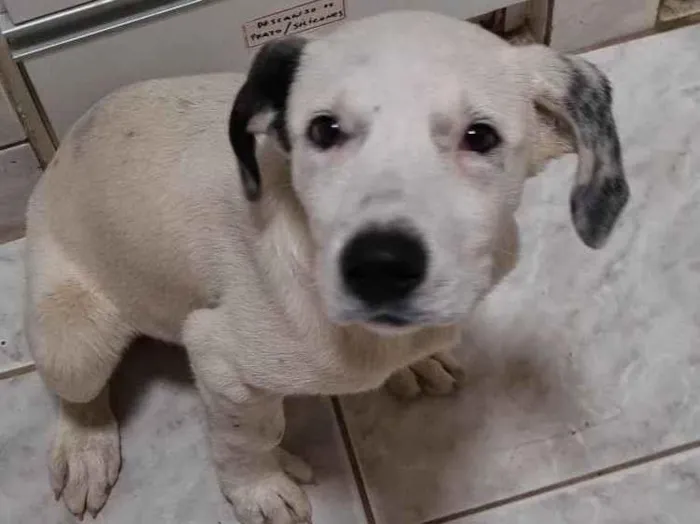 Cachorro raça SRD-ViraLata idade 2 a 6 meses nome Sushi