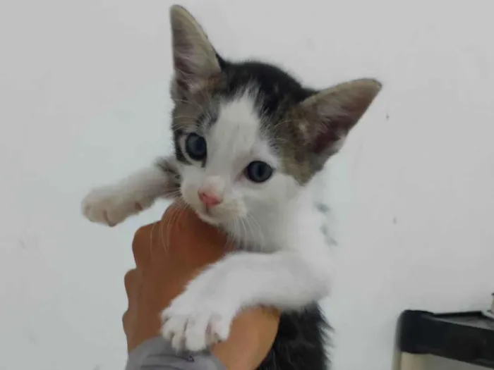 Gato raça SRD-ViraLata idade Abaixo de 2 meses nome Não tem ainda 