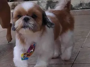 Cachorro raça Shitzu idade 6 ou mais anos nome Chico