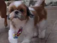 Chico