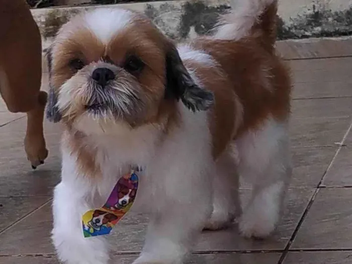 Cachorro ra a Shitzu idade 6 ou mais anos nome Chico