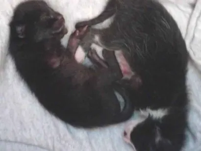 Gato raça SRD-ViraLata idade Abaixo de 2 meses nome Sem nome