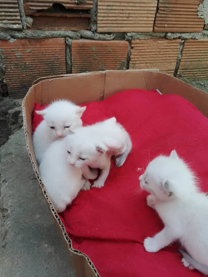 Gato ra a SRD-ViraLata idade 2 a 6 meses nome Lulu