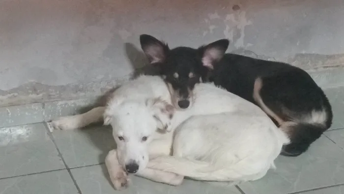 Cachorro ra a SRD-ViraLata idade 7 a 11 meses nome Panda