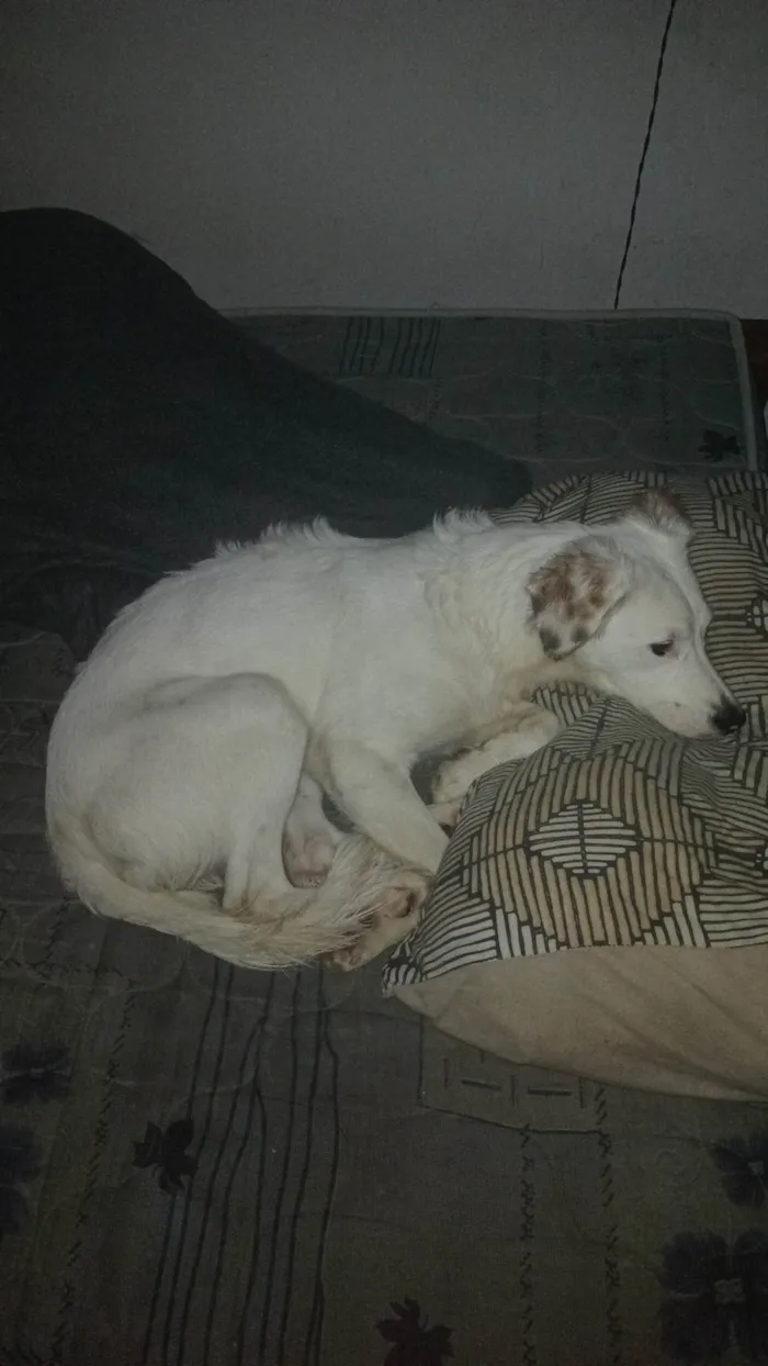 Cachorro ra a SRD-ViraLata idade 7 a 11 meses nome Panda