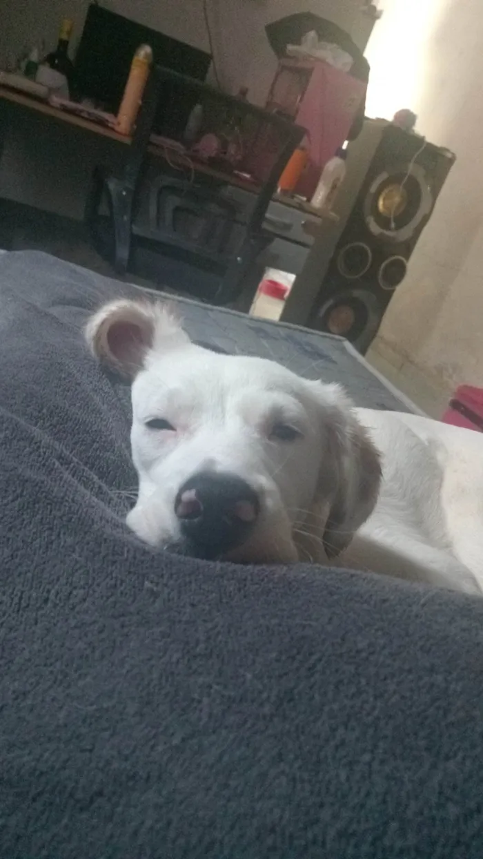 Cachorro ra a SRD-ViraLata idade 7 a 11 meses nome Panda