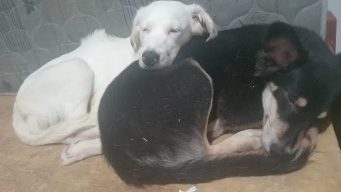 Cachorro ra a SRD-ViraLata idade 7 a 11 meses nome Panda