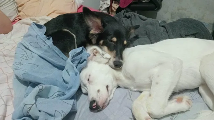 Cachorro ra a SRD-ViraLata idade 7 a 11 meses nome Panda