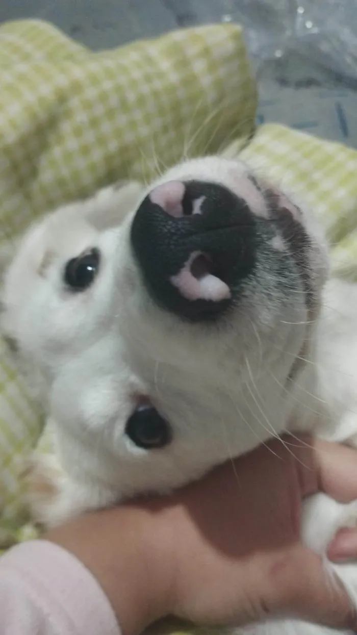 Cachorro ra a SRD-ViraLata idade 7 a 11 meses nome Panda