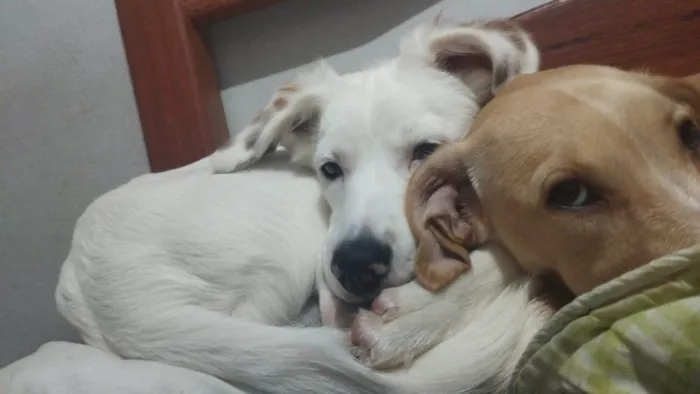 Cachorro ra a SRD-ViraLata idade 7 a 11 meses nome Panda