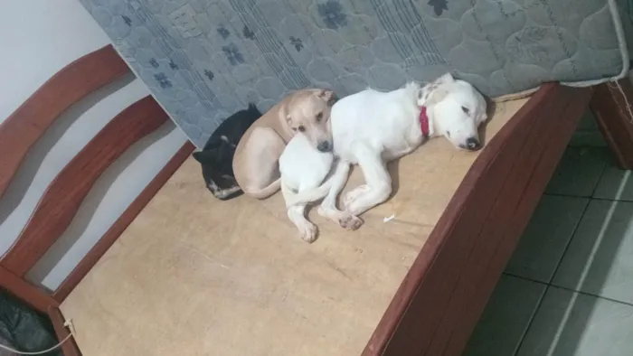 Cachorro ra a SRD-ViraLata idade 7 a 11 meses nome Panda