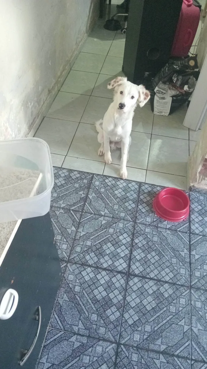Cachorro ra a SRD-ViraLata idade 7 a 11 meses nome Panda