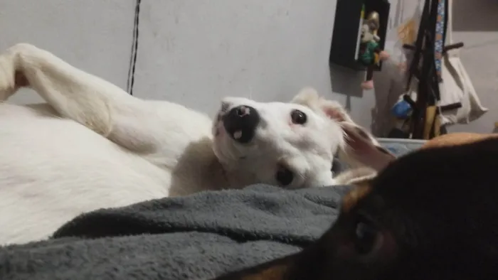 Cachorro ra a SRD-ViraLata idade 7 a 11 meses nome Panda