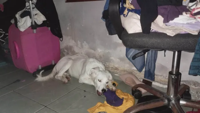 Cachorro ra a SRD-ViraLata idade 7 a 11 meses nome Panda