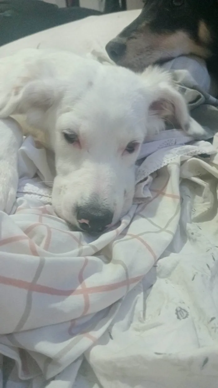 Cachorro ra a SRD-ViraLata idade 7 a 11 meses nome Panda