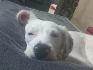 Cachorro raça SRD-ViraLata idade 7 a 11 meses nome Panda