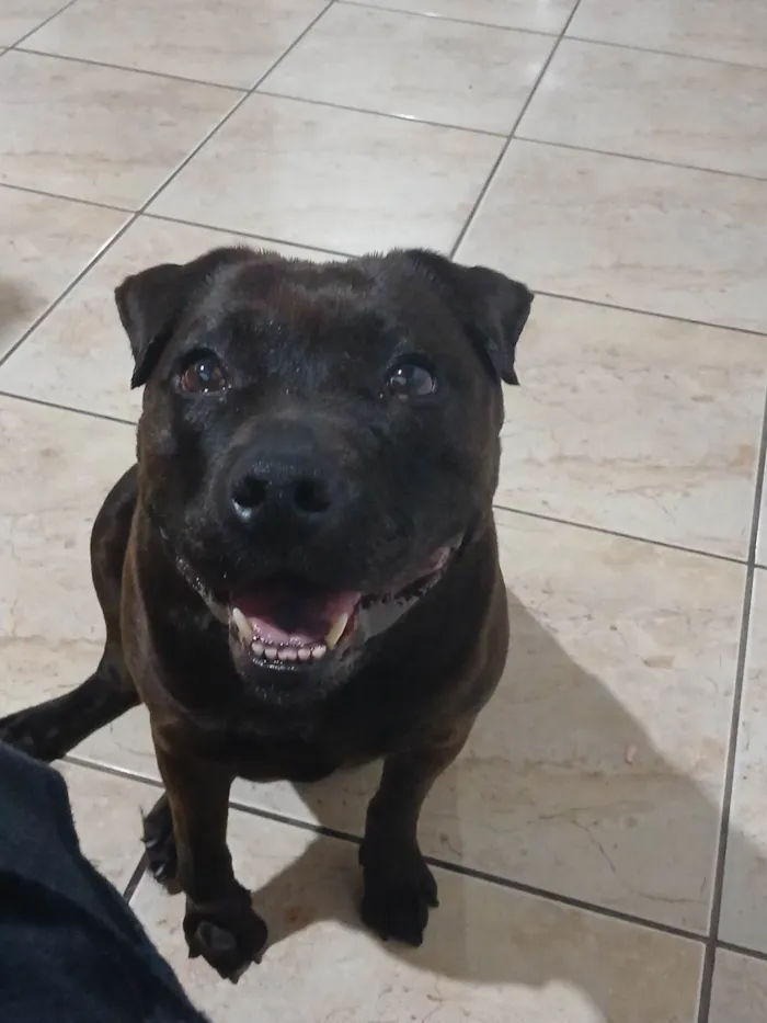 Cachorro ra a Pit-Bull idade 1 ano nome Jade