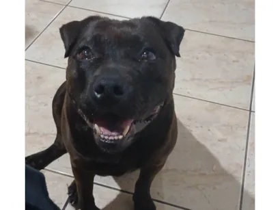 Cachorro raça Pit-Bull idade 1 ano nome Jade