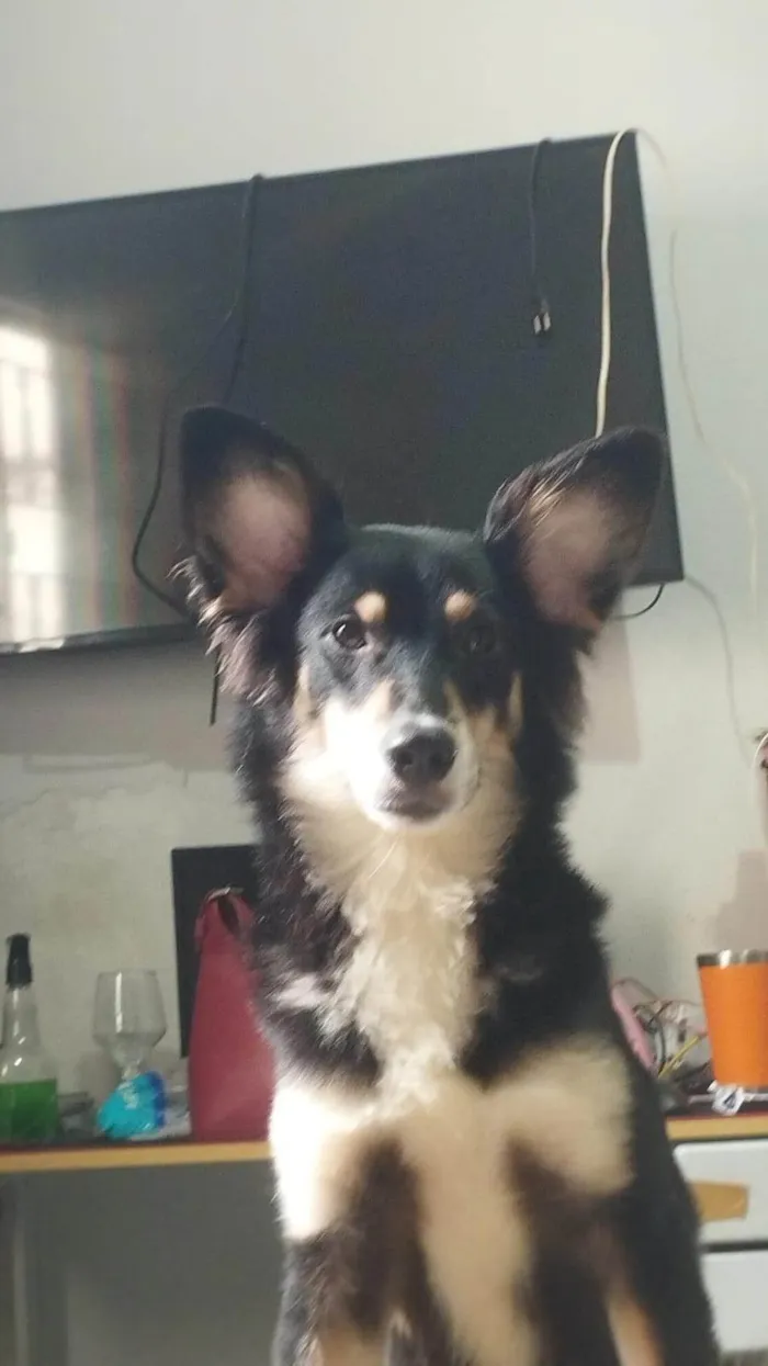 Cachorro ra a SRD-ViraLata idade 1 ano nome Castiel