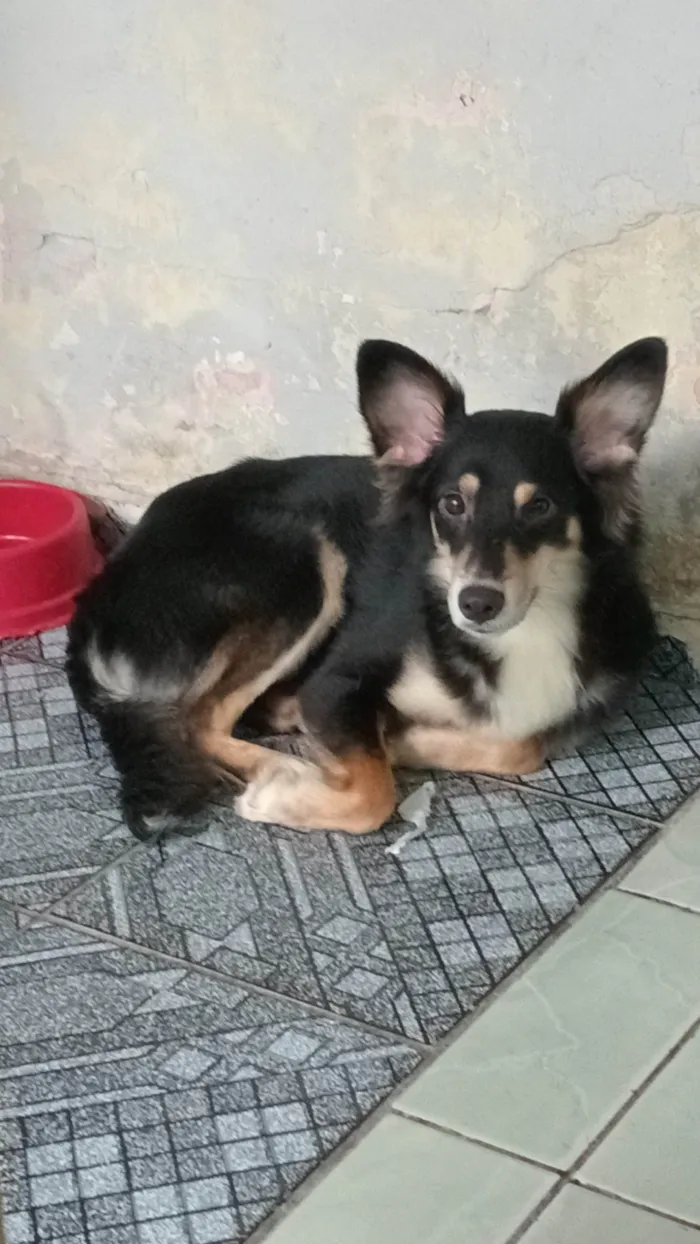 Cachorro ra a SRD-ViraLata idade 1 ano nome Castiel