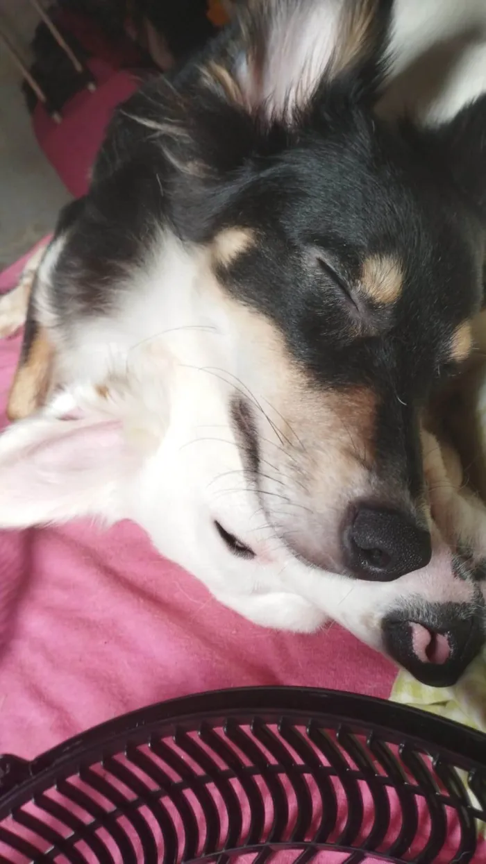 Cachorro ra a SRD-ViraLata idade 1 ano nome Castiel